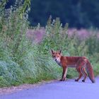 Begegnung mit einem Fuchs