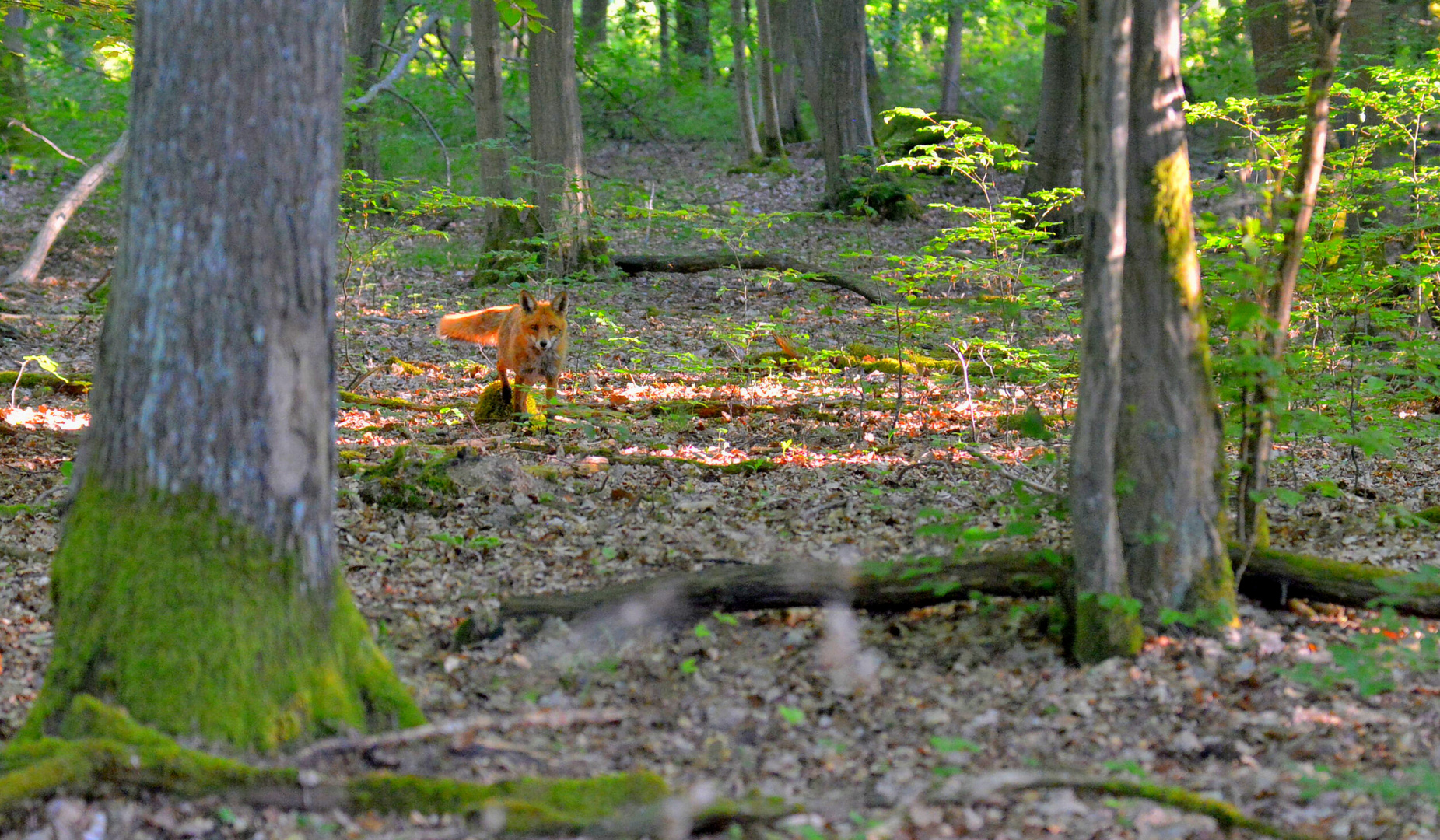 Begegnung mit einem Fuchs (encuentro con un zorro)