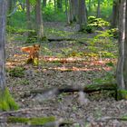 Begegnung mit einem Fuchs (encuentro con un zorro)