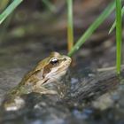 Begegnung mit einem Grasfrosch (Rana temporaria oder arvalis?) - Une petite grenouille des champs.