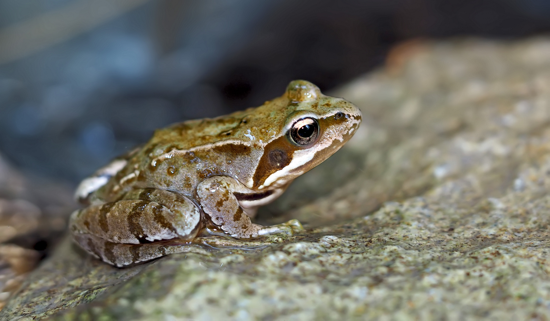 Begegnung mit einem Grasfrosch (Rana temporaria) - Une petite grenouille des champs.