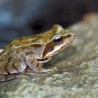 Begegnung mit einem Grasfrosch (Rana temporaria) - Une petite grenouille des champs.