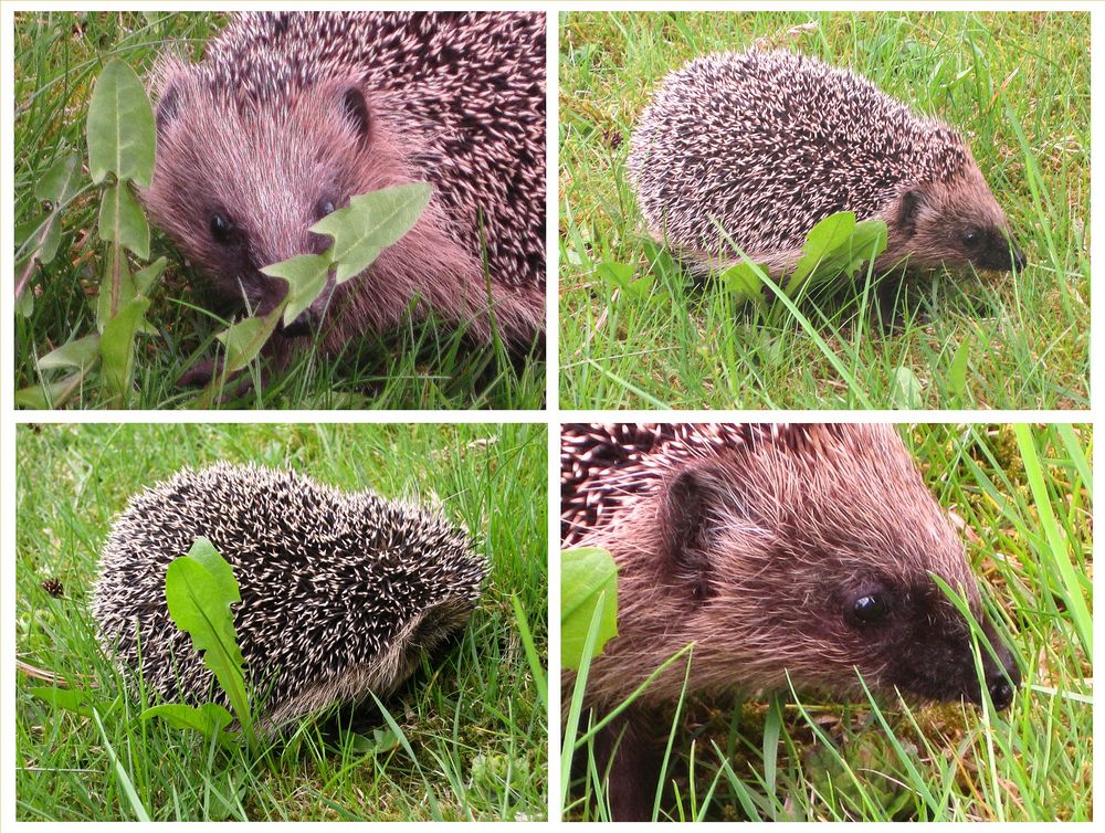 Begegnung mit einem Igel