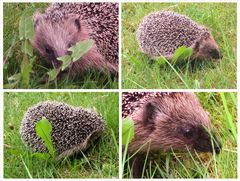 Begegnung mit einem Igel