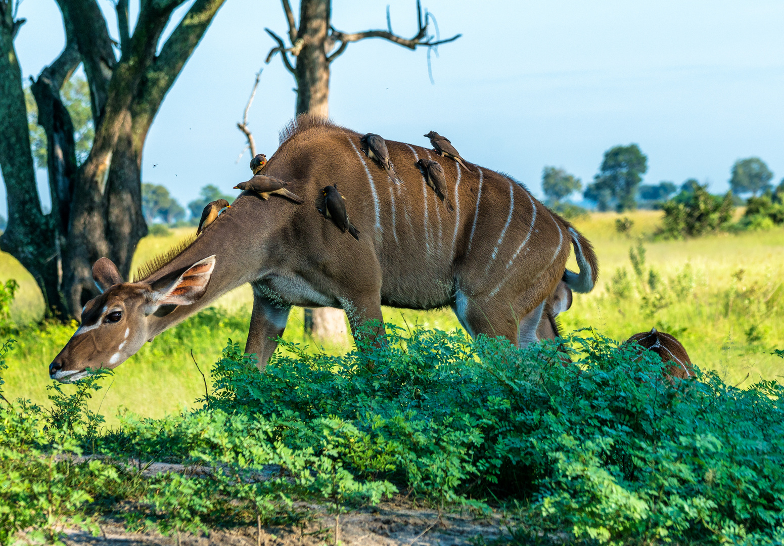 Begegnung mit einem Kudu...