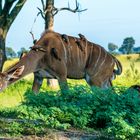 Begegnung mit einem Kudu...