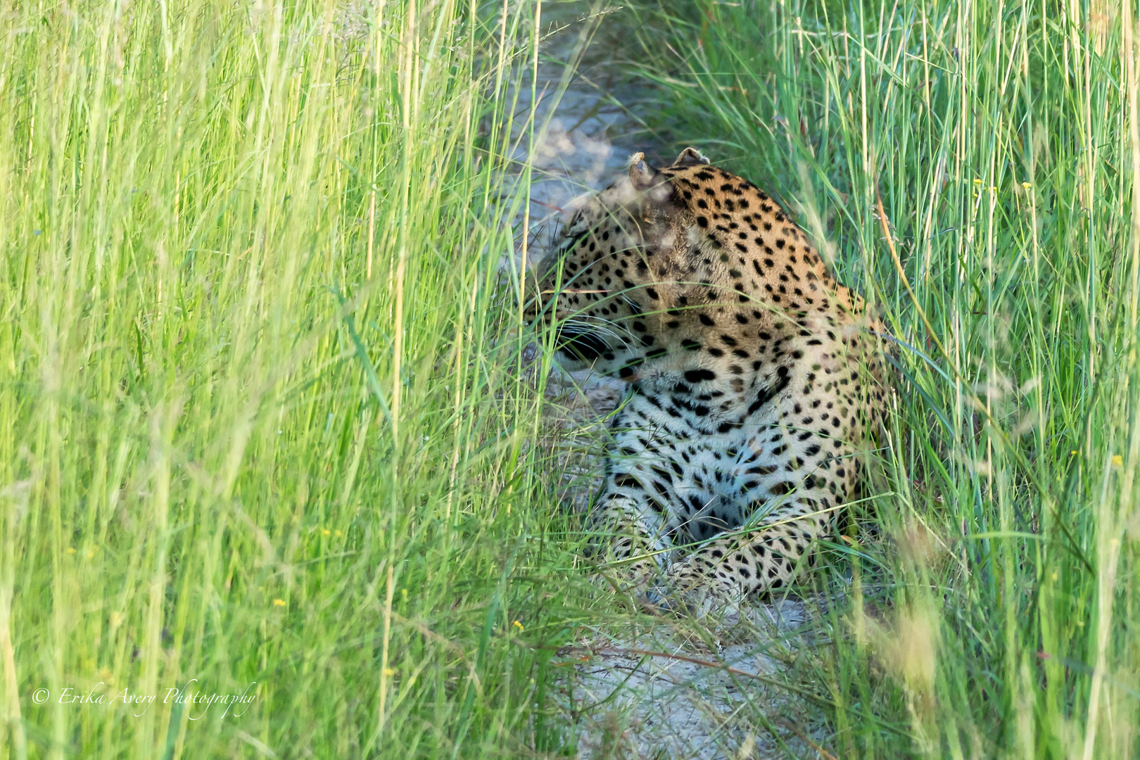 Begegnung mit einem Leopard