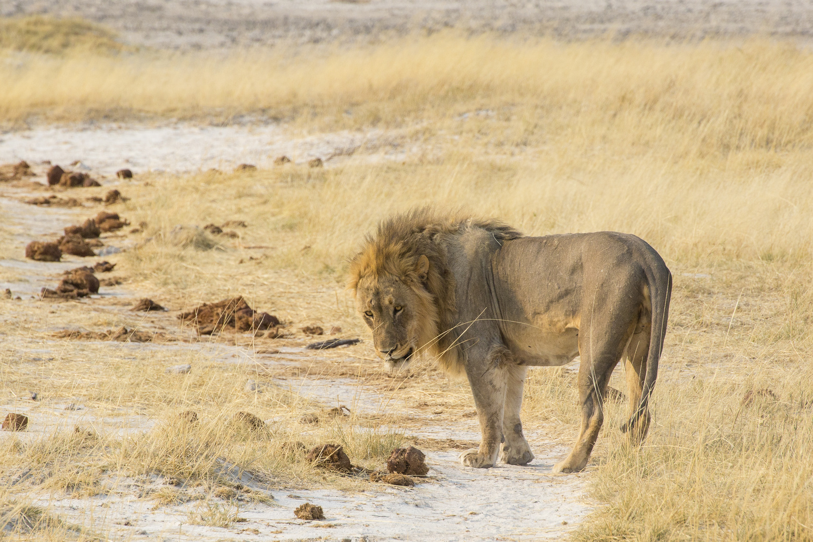 Begegnung mit einem Löwen im Etosha-Nationalpark in Namibia