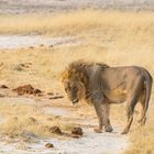 Begegnung mit einem Löwen im Etosha-Nationalpark in Namibia