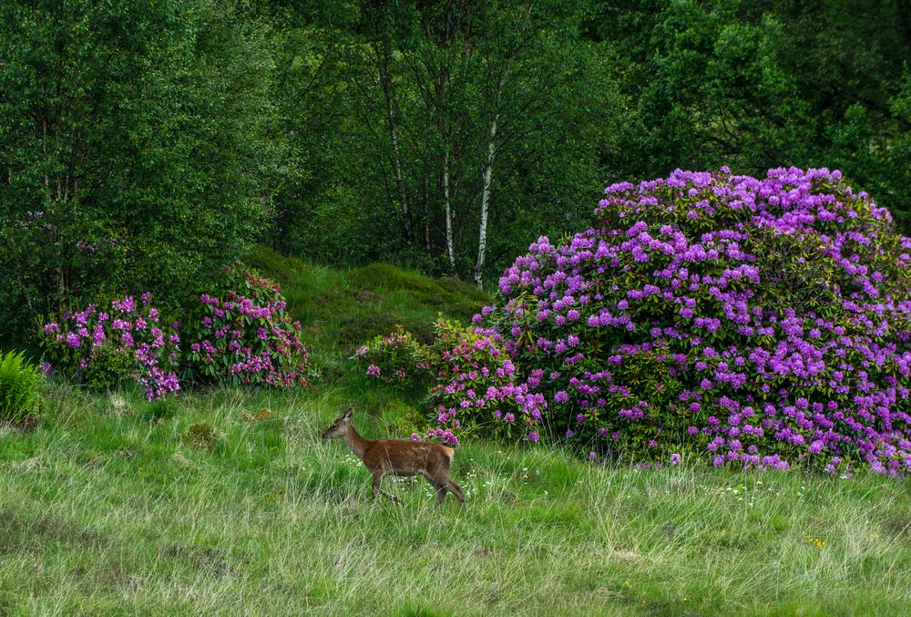 Begegnung mit einem Reh und einem Rhododendron