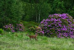 Begegnung mit einem Reh und einem Rhododendron