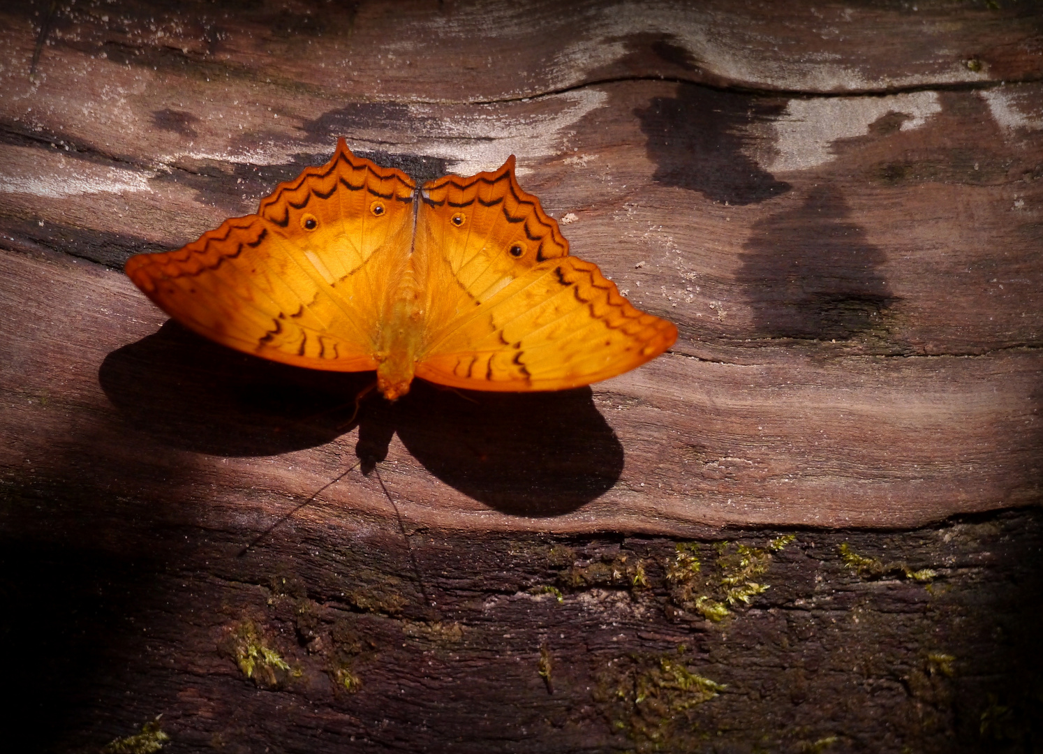 Begegnung mit einem Schmetterling...