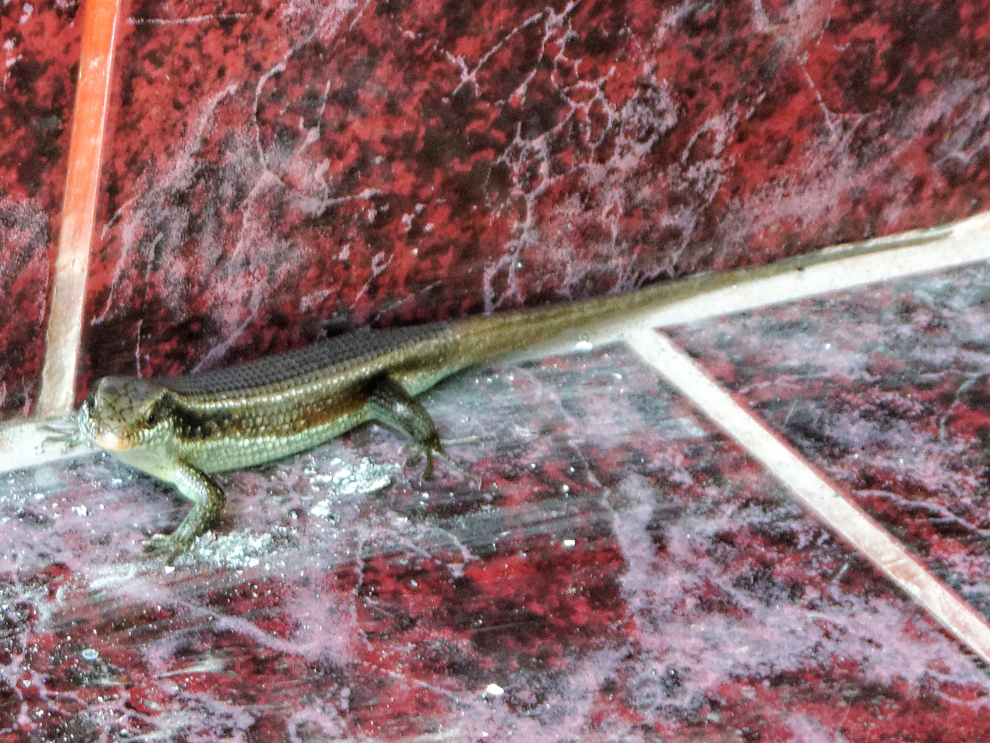 Begegnung mit einem Skink , Thailand