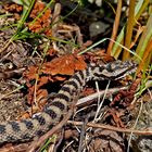 Begegnung mit einer Aspisviper (Vipera aspis). - Rencontre avec une vipère aspic.