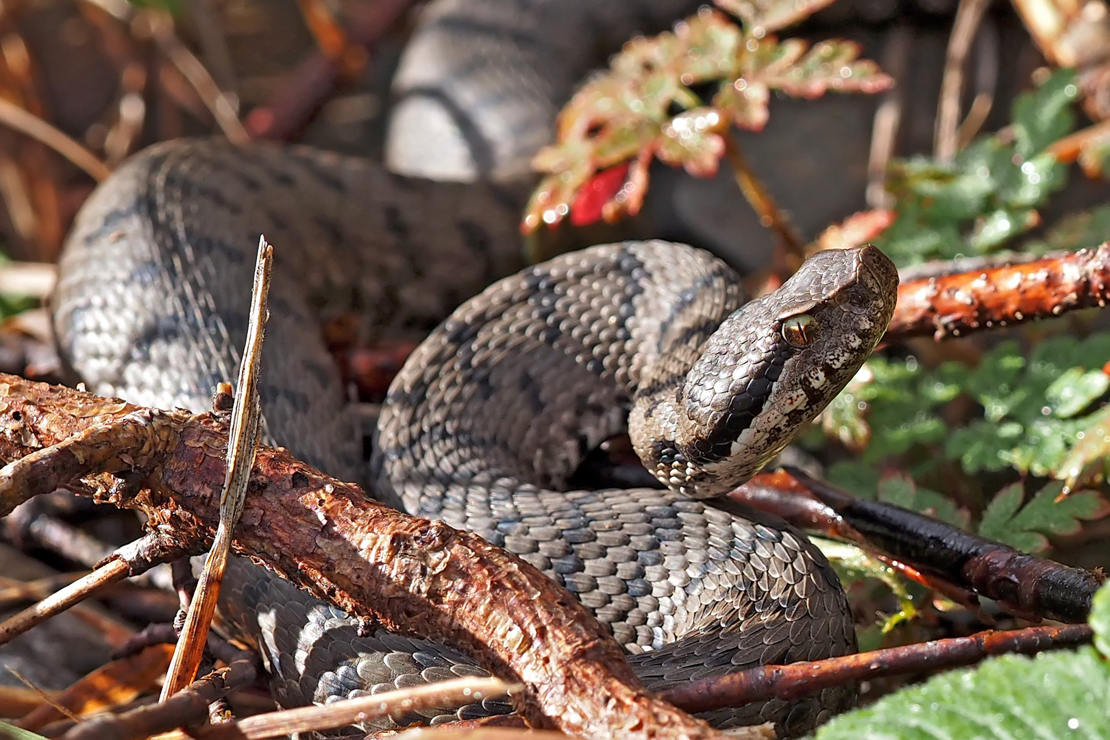 Begegnung mit einer Aspisviper (Vipera aspis) - Une vipère Aspic! 