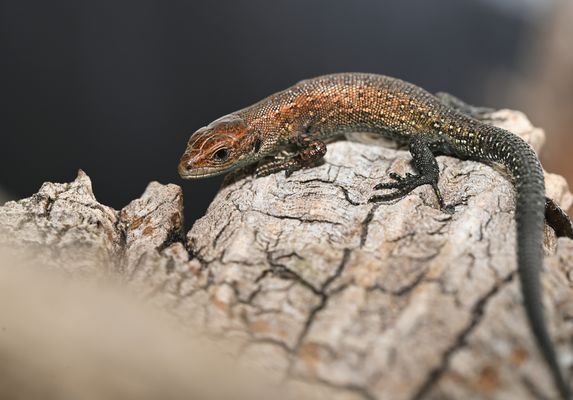 BEGEGNUNG MIT EINER BABY-WALDEIDECHSE