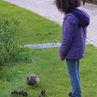Begegnung mit einer Entenfamilie