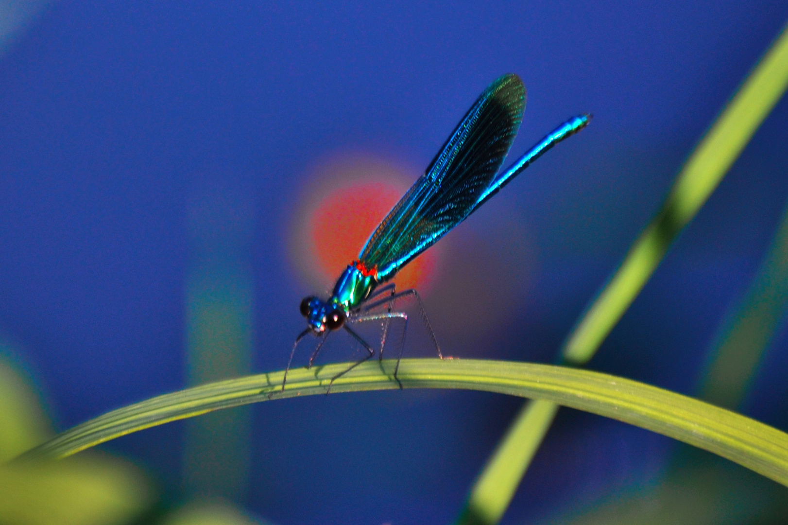 Begegnung mit einer Libelle...