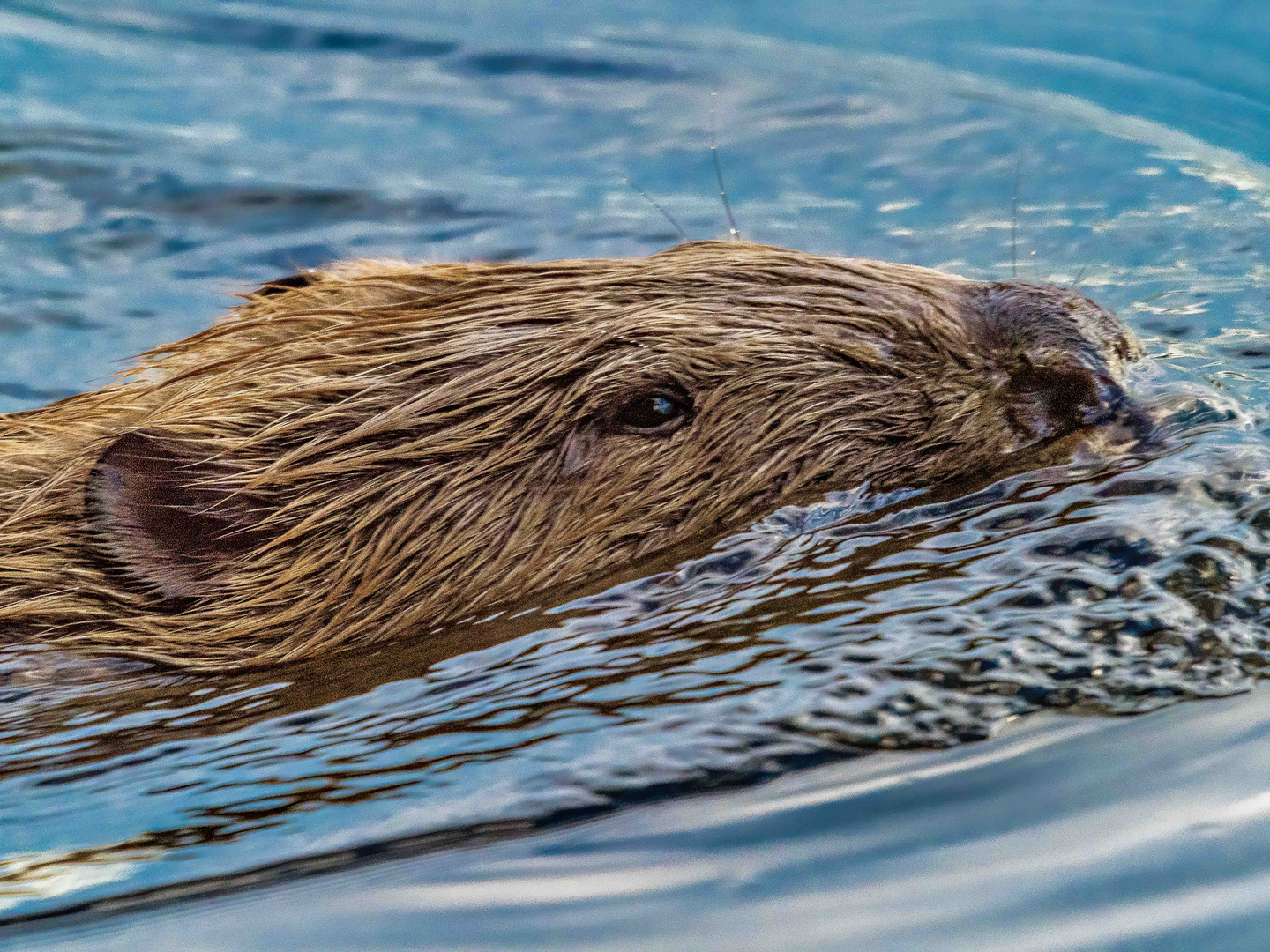 Begegnung mit einer Nutria