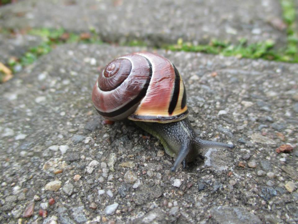 Begegnung mit einer Schnecke