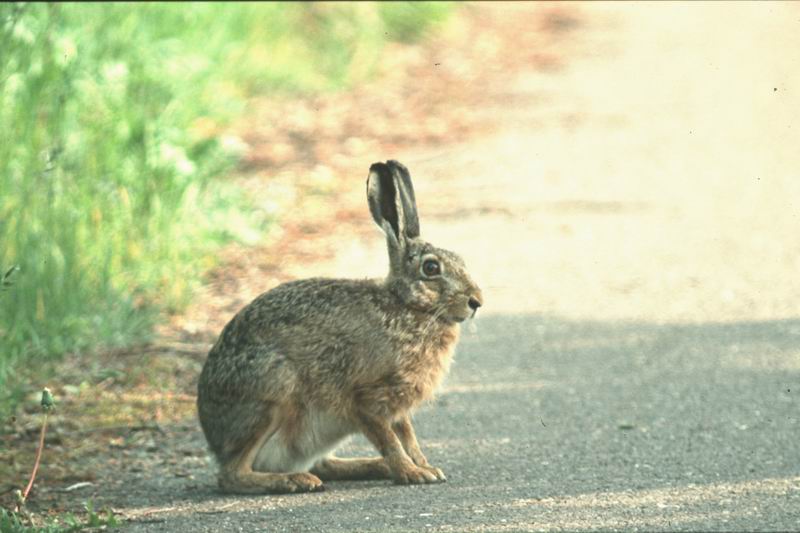 Begegnung mit Hase am Straßenrand