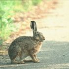 Begegnung mit Hase am Straßenrand