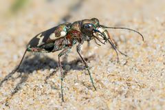 Begegnung mit langen Beinen