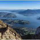 Begegnung mit Steinbockgeissen in den Alpen