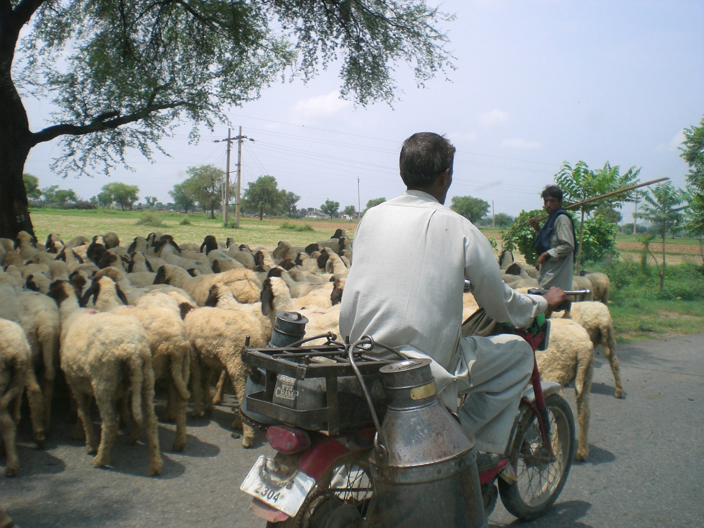 Begegnung mit tierischen und anderen Verkehrsteilnehmern