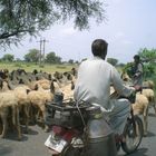 Begegnung mit tierischen und anderen Verkehrsteilnehmern