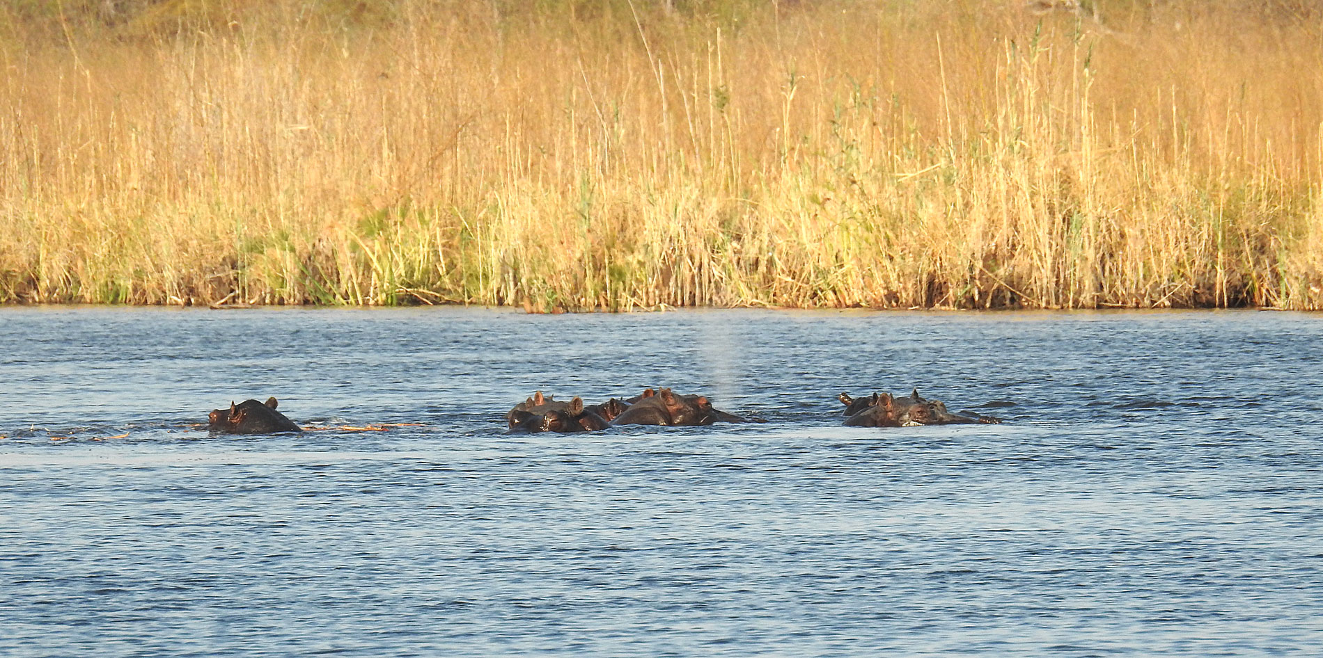 Begegnung mit unfreundlichen Hippos auf dem Kwandoo