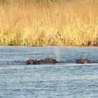 Begegnung mit unfreundlichen Hippos auf dem Kwandoo