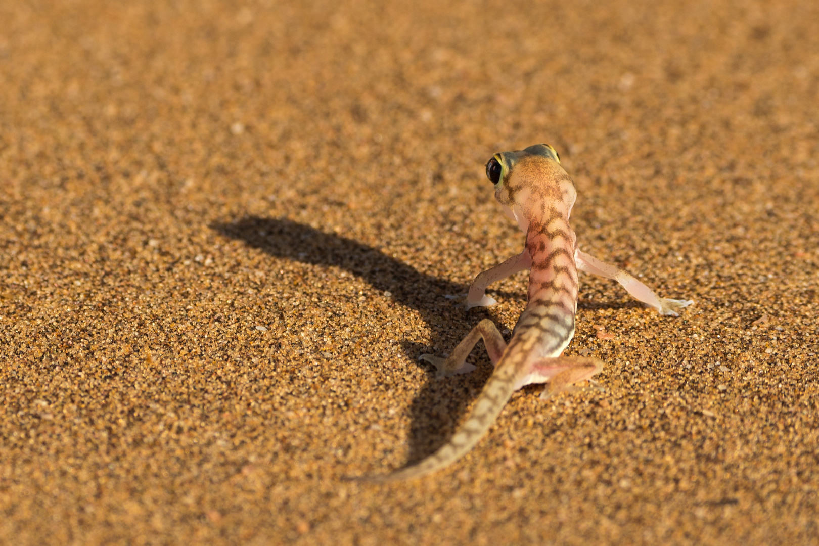 Begegnung morgens früh in der Namib