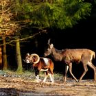 Begegnung - Muffelwidder und junger Hirsch