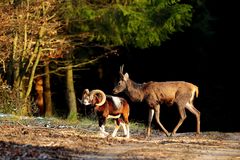 Begegnung - Muffelwidder und junger Hirsch