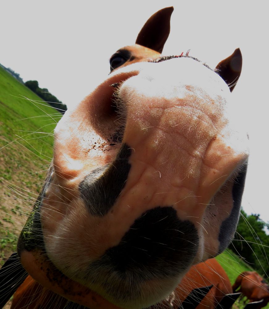 Begegnung Nase an Nase mit einem Pferd