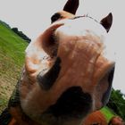 Begegnung Nase an Nase mit einem Pferd