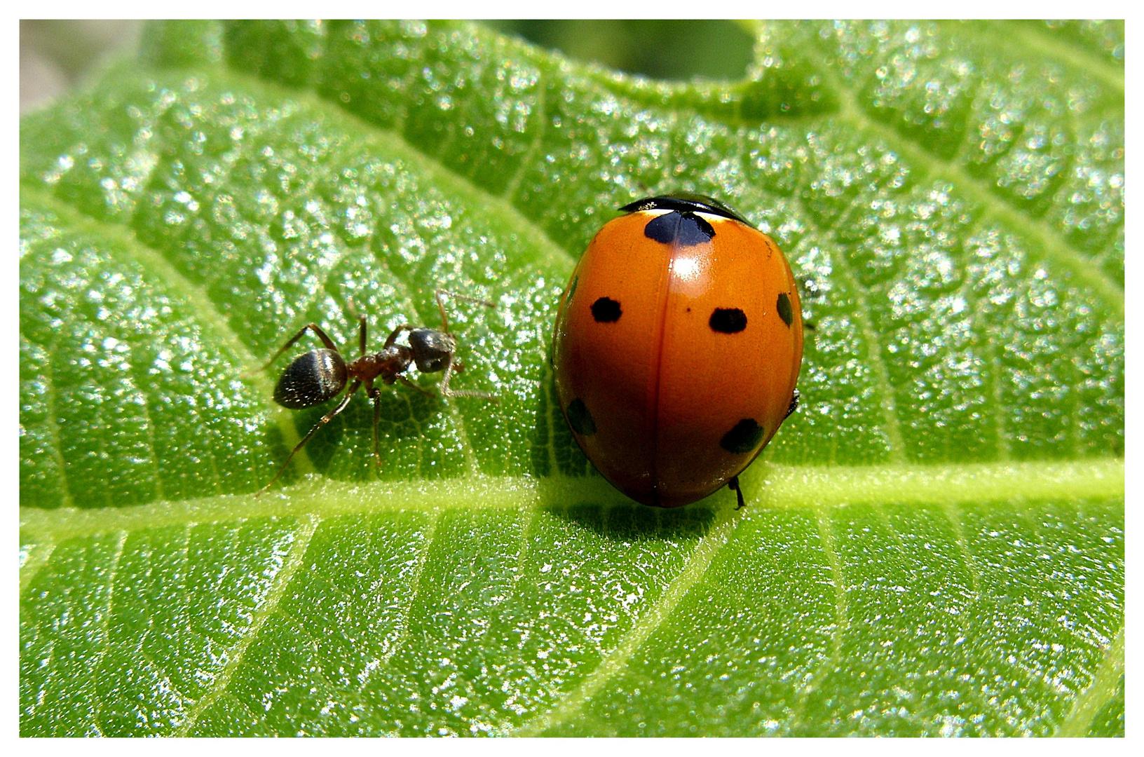 Begegnung - Rencontre