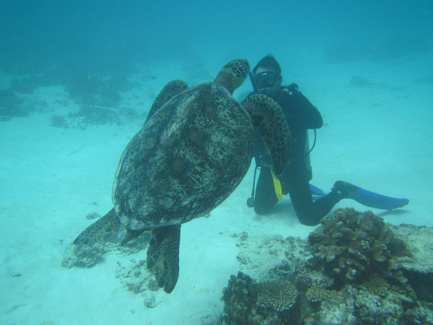 Begegnung unter Wasser mit Turtle