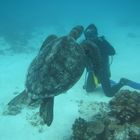 Begegnung unter Wasser mit Turtle