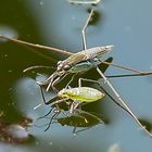 Begegnung unter Wasserläufern