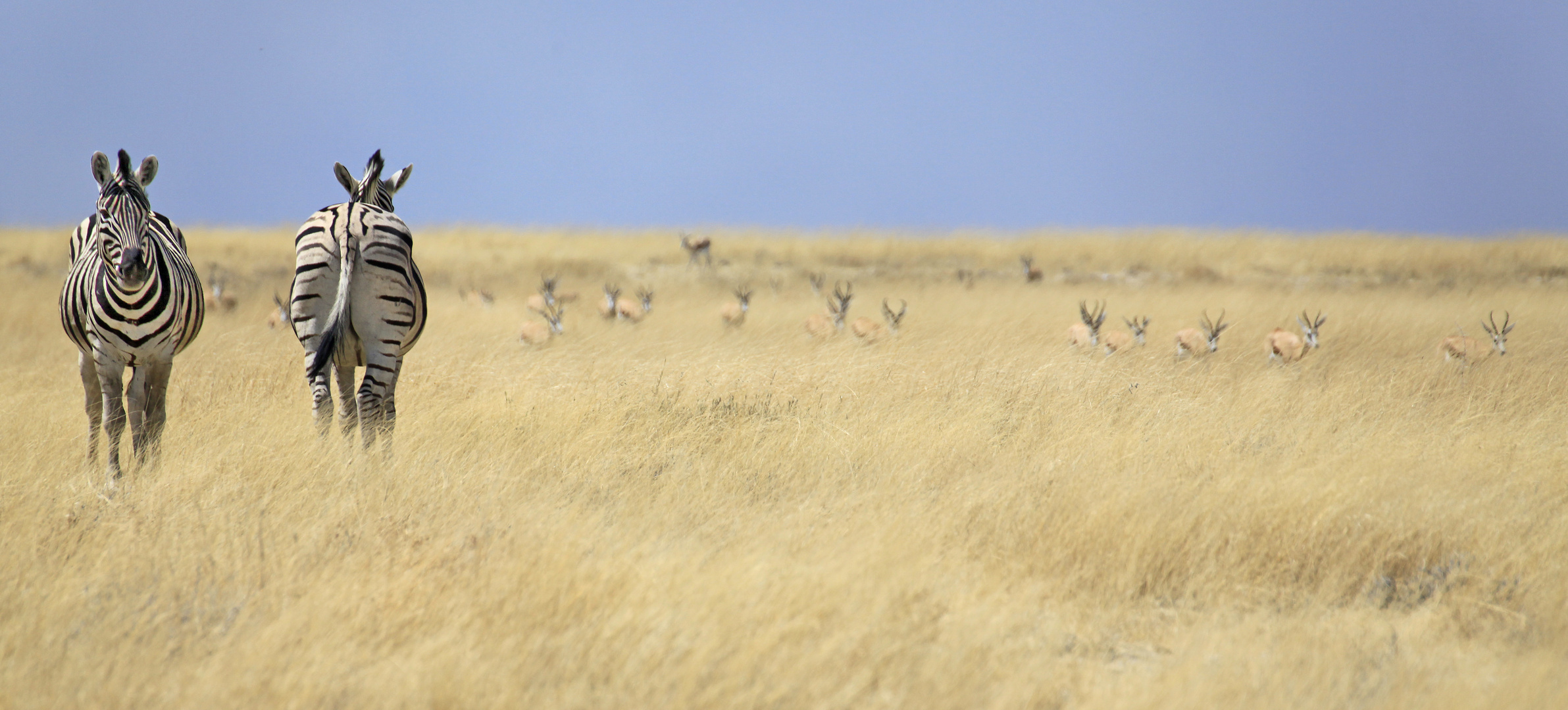 Begegnung von Zebras in der Steppe