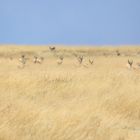 Begegnung von Zebras in der Steppe