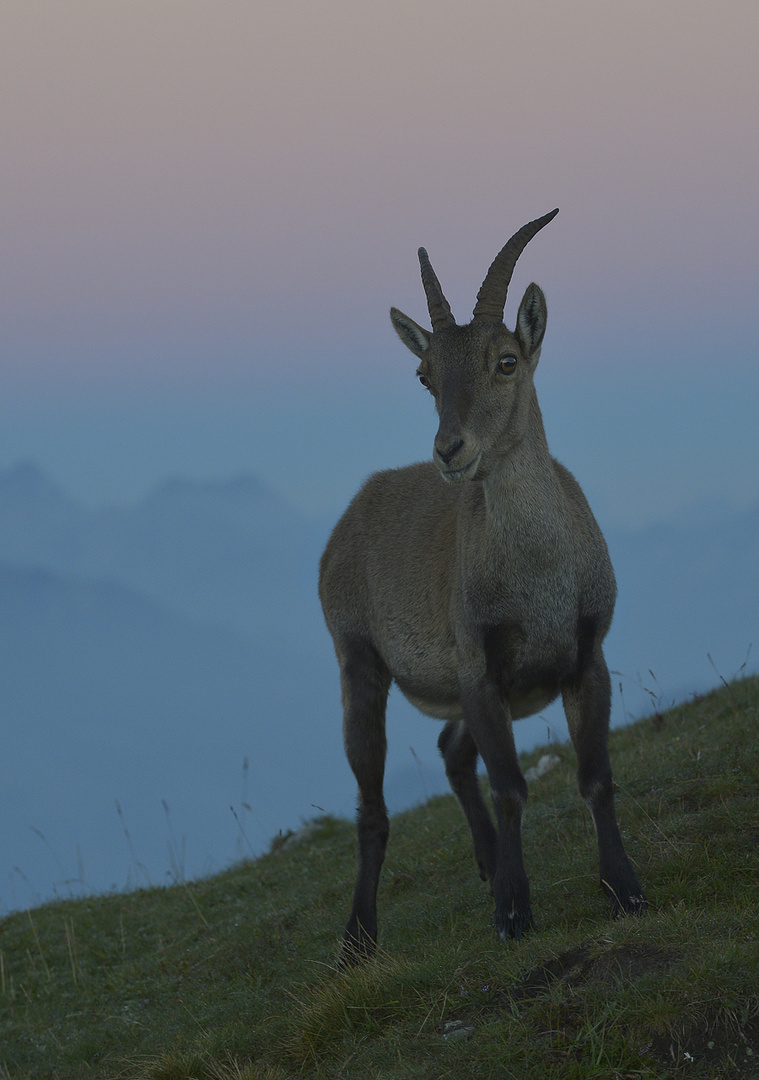 Begegnung vor Sonnenaufgang