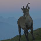 Begegnung vor Sonnenaufgang