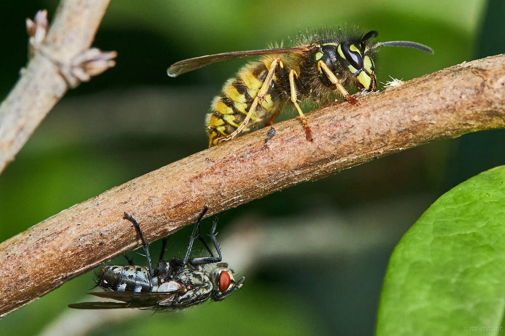 Begegnung Wespe Fliege