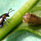 Begegnung zwischen Flohkäfer und Zikade