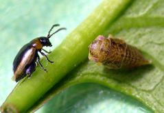 Begegnung zwischen Flohkäfer und Zikade