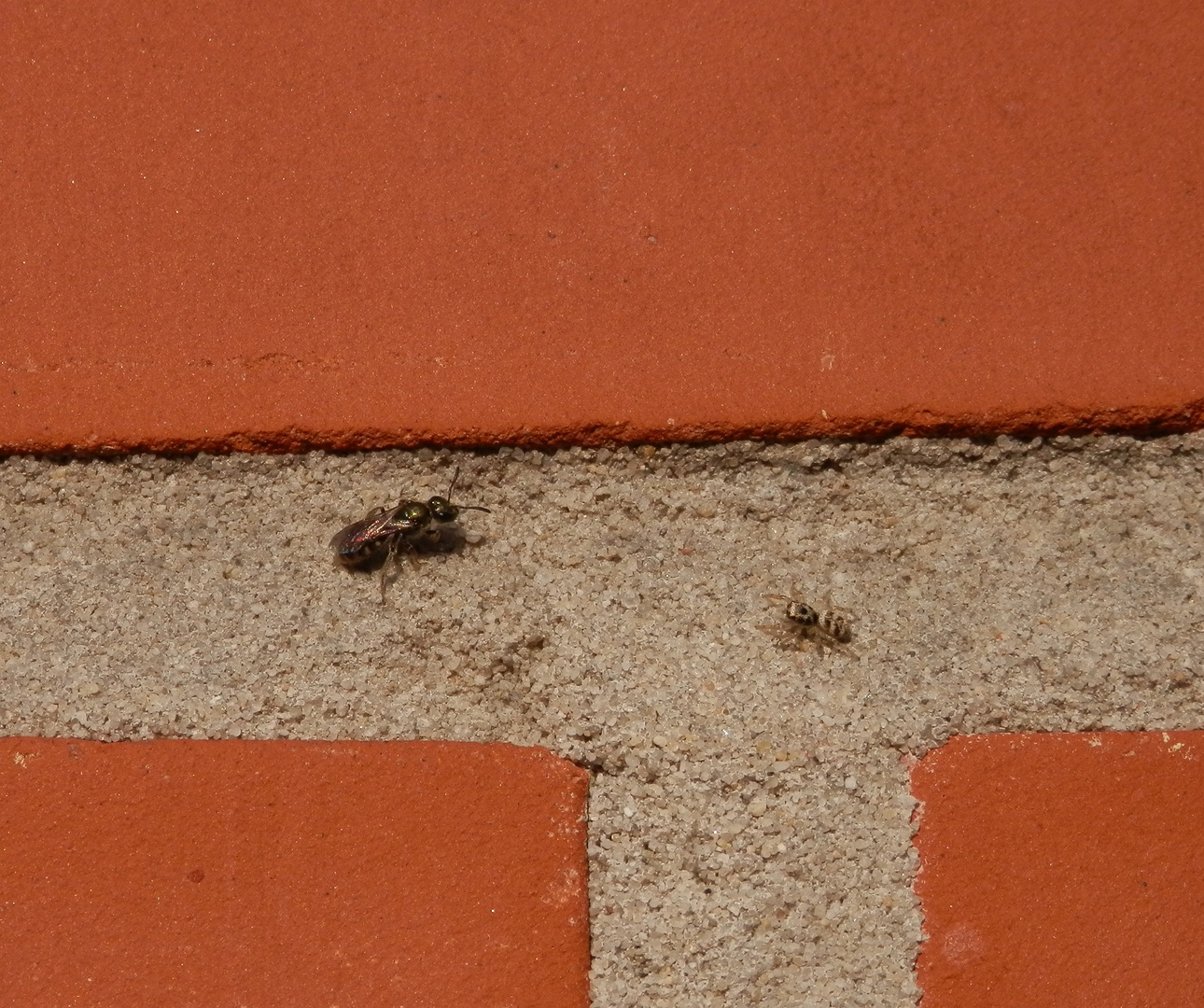 Begegnung zwischen Wildbiene und Zebra-Springspinne auf der Hauswand