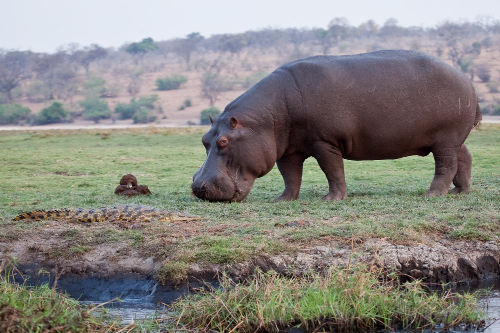 Begegnungen am Chobe River